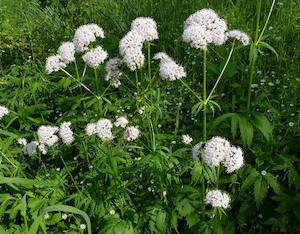 Tea manufacturing: Indian Valerian (Valeriana wallichii)