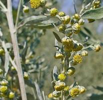 Absinthe Wormwood (Artemisia absinthium) Young Plants & Seeds