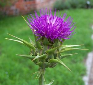 Tea manufacturing: Milk Thistle Plants & Seeds (Silybum marianum)