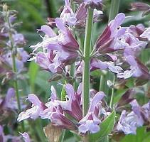 Tea manufacturing: Sage (Salvia officinalis) Young Plants & Seeds