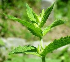 Tea manufacturing: Spearmint (Mentha spicata) Extract