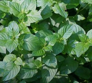 Basil Mint (Mentha x piperita f. citrata ‘Basil’)