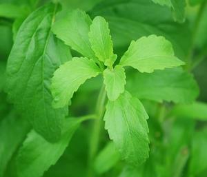 Stevia (Stevia rebaudiana) Cut Leaf & Tincture