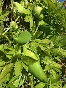 Tea manufacturing: Caigua (Cyclanthera pedata) Young Plants & Seeds