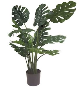 Clothing: Rembrandt Monstera Plant