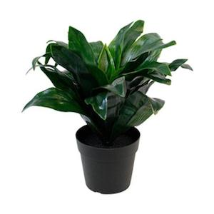 Personal accessories: Dracaena Compacta Plant - Potted | 23cm