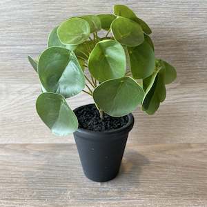 Personal accessories: Faux Plant - Chinese Money Plant