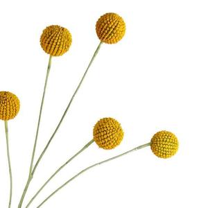 Personal accessories: Faux Plants - Billy Buttons Spray | Yellow