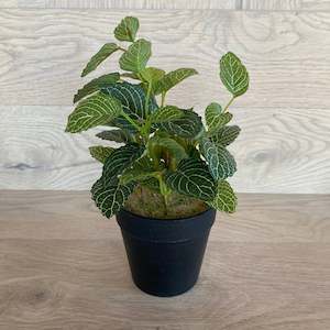 Faux Plant - Potted Fittonia