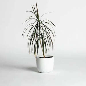 Outdoor Furniture: Rustie Medium Planter Pot - White