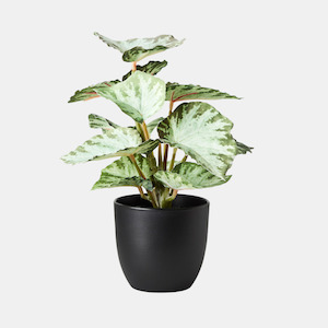 Plant Lovers: Begonia in Pot