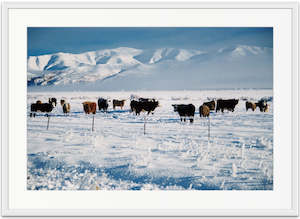 Landscape Photography: Winter Cows - SMA029