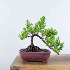 Japanese Juniper