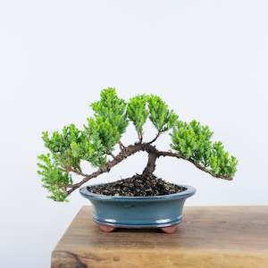 Japanese Juniper