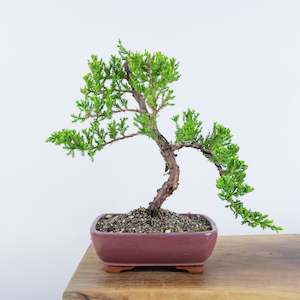 Japanese Juniper