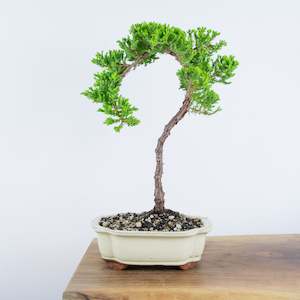 Japanese Juniper