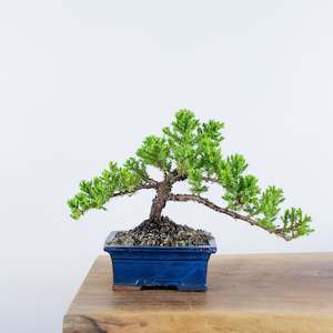 Japanese Juniper