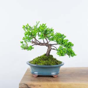 Japanese Juniper