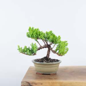 Japanese Juniper