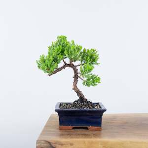 Japanese Juniper