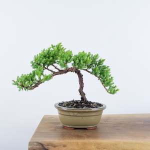 Japanese Juniper