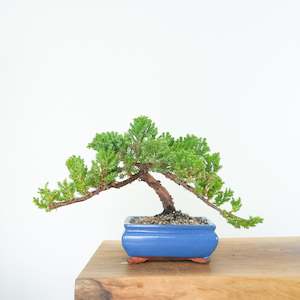 Japanese Juniper