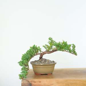 Japanese Juniper