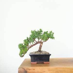 Japanese Juniper