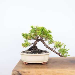 Japanese Juniper