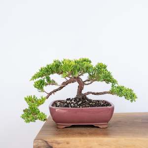 Japanese Juniper