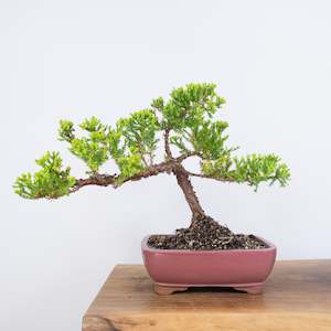 Japanese Juniper