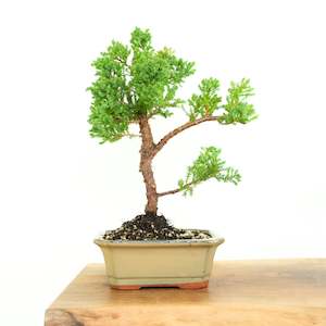 Japanese Juniper