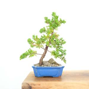 Japanese Juniper