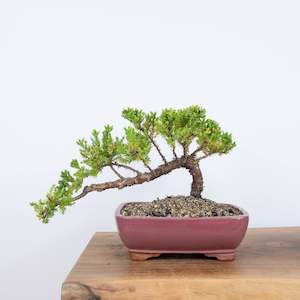 Japanese Juniper