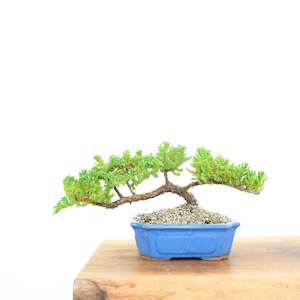 Japanese Juniper