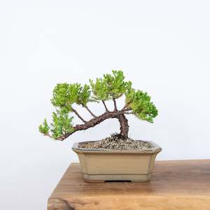 Japanese Juniper