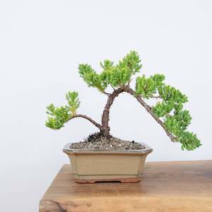 Japanese Juniper