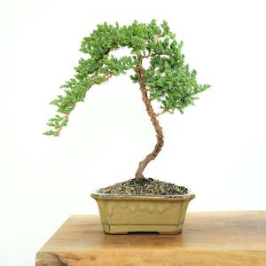 Japanese Juniper