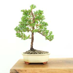 Japanese Juniper