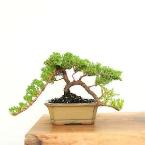 Japanese Juniper