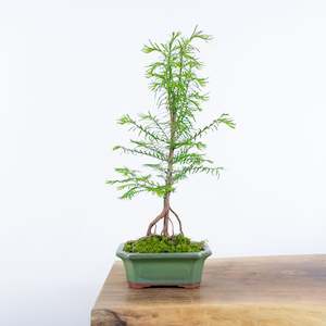 Plant, garden: Redwood