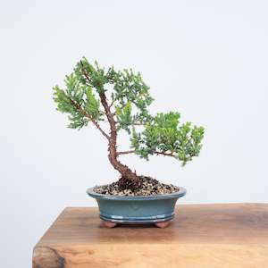 Japanese Juniper