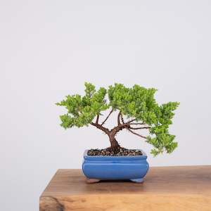 Japanese Juniper