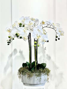 Silk Moth Orchid in Grey Bowl