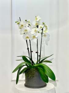 Four Stem Moth Orchid Plant