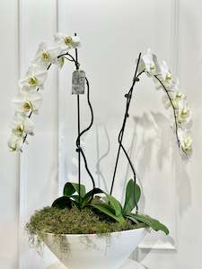 Moth Orchid Bowl