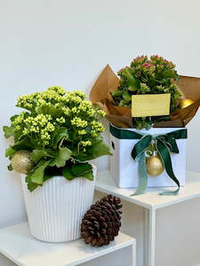 Flower: Christmas Kalanchoe Plant