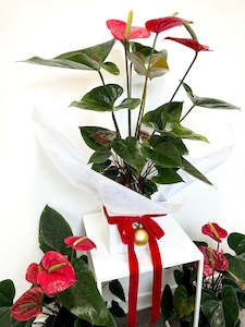 Flower: Anthurium Plant