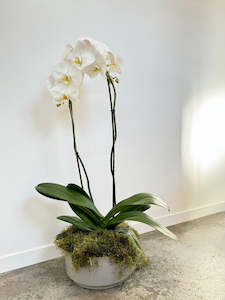 Flower: Double Moth Orchid in Grey Bowl