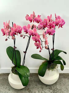 Double Stem Moth Orchid in Ceramic Pot